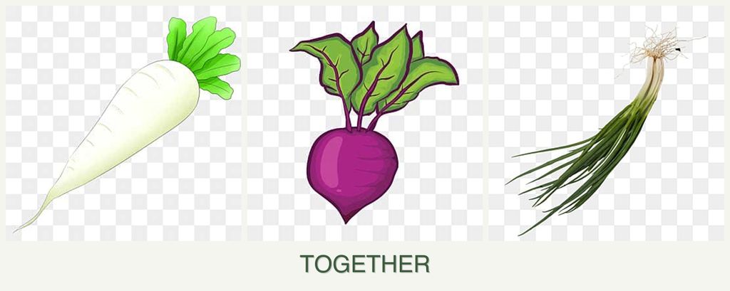 Can you plant radishes, beets and chives together?