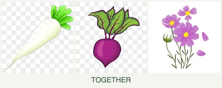 Can you plant radishes, beets and cosmos together?