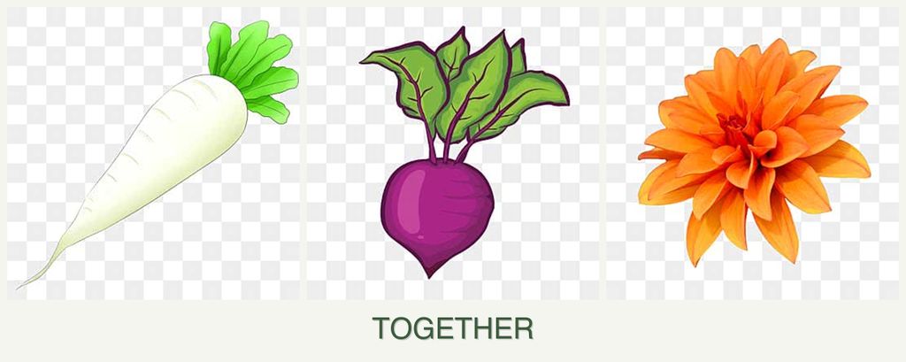 Can you plant radishes, beets and dahlias together?