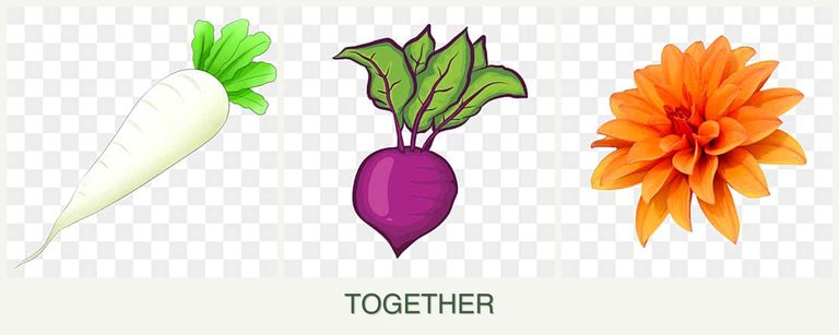 Can you plant radishes, beets and dahlias together?