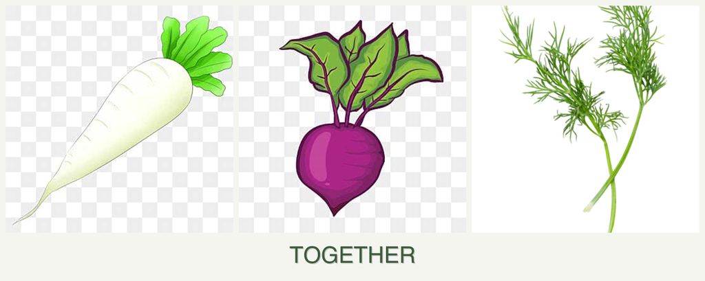 Can you plant radishes, beets and dill together?