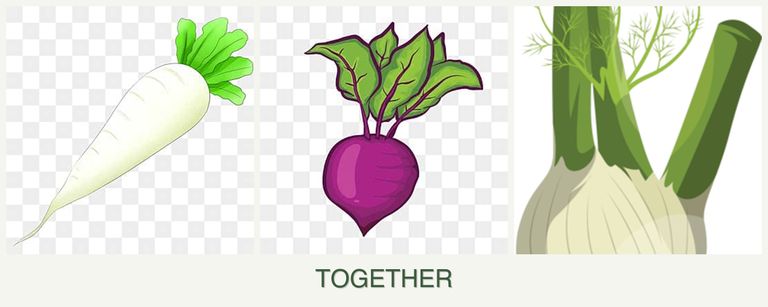 Can you plant radishes, beets and fennel together?