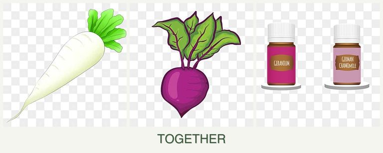 Can you plant radishes, beets and geraniums together?