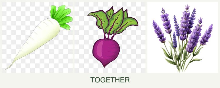 Can you plant radishes, beets and lavender together?