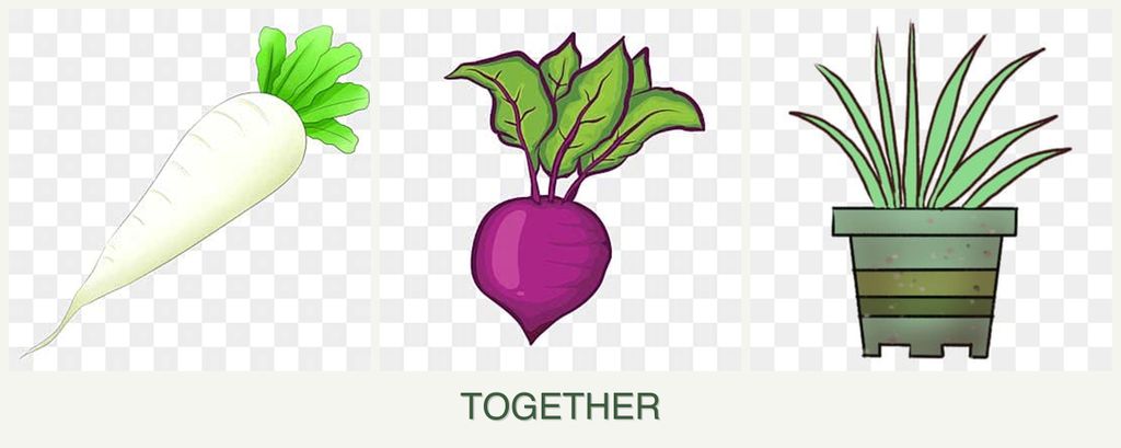 Can you plant radishes, beets and lemongrass together?