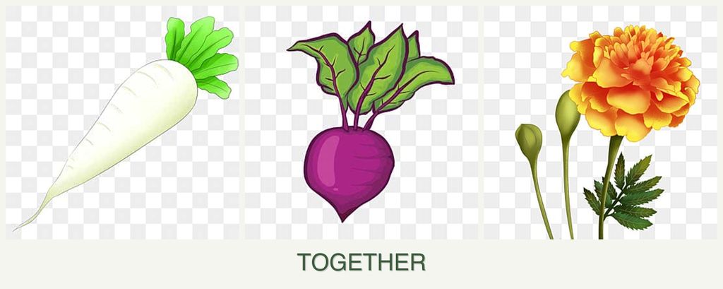 Can you plant radishes, beets and marigolds together?
