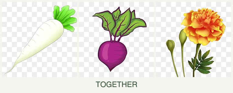 Can you plant radishes, beets and marigolds together?