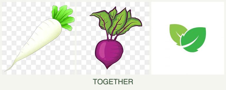 Can you plant radishes, beets and mint together?