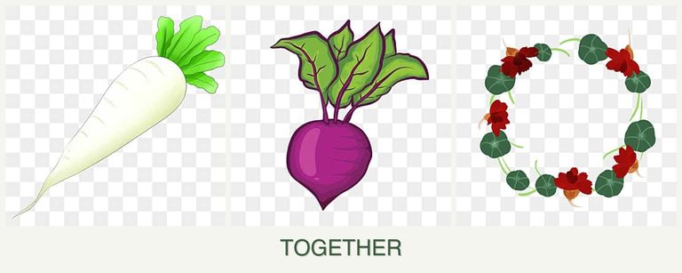 Can you plant radishes, beets and nasturtiums together?