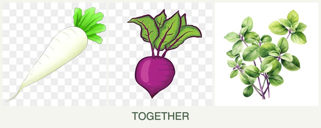 Can you plant radishes, beets and oregano together?