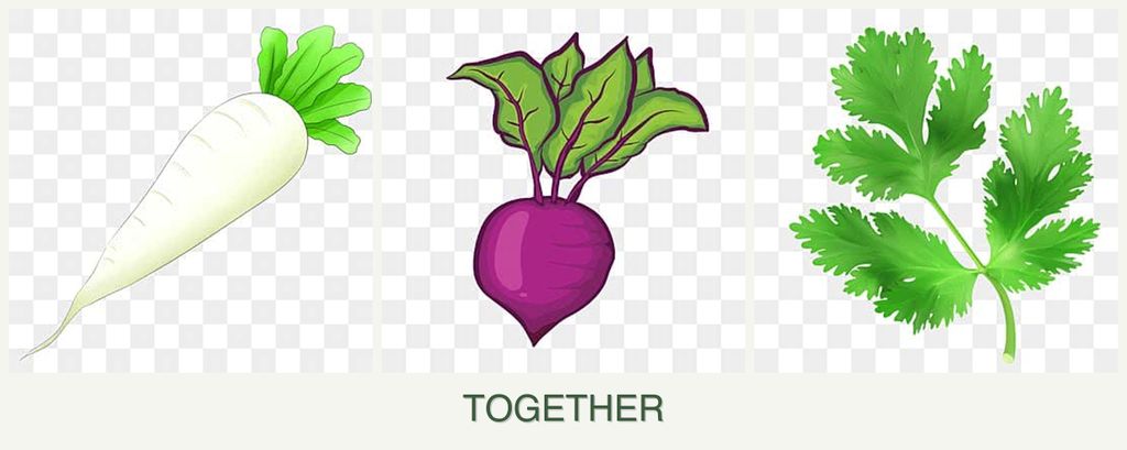 Can you plant radishes, beets and parsley together?