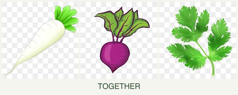 Can you plant radishes, beets and parsley together?