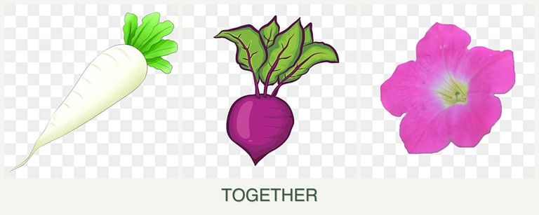 Can you plant radishes, beets and petunias together?
