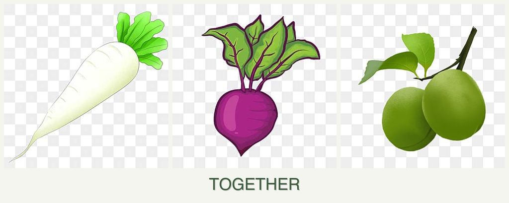 Can you plant radishes, beets and plums together?
