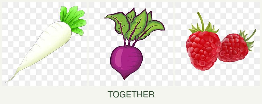 Can you plant radishes, beets and raspberries together?