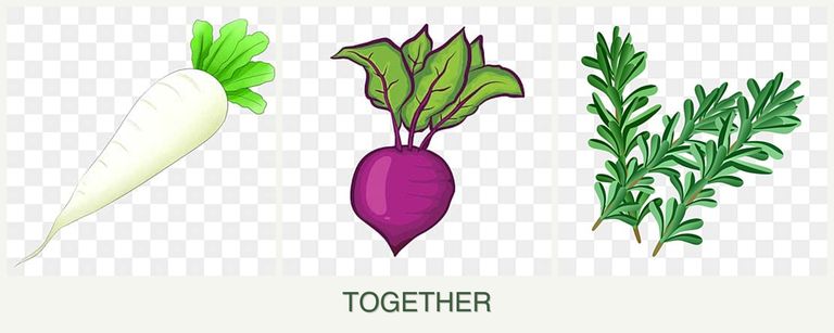 Can you plant radishes, beets and rosemary together?