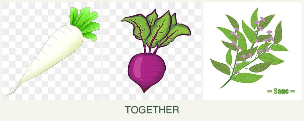Can you plant radishes, beets and sage together?