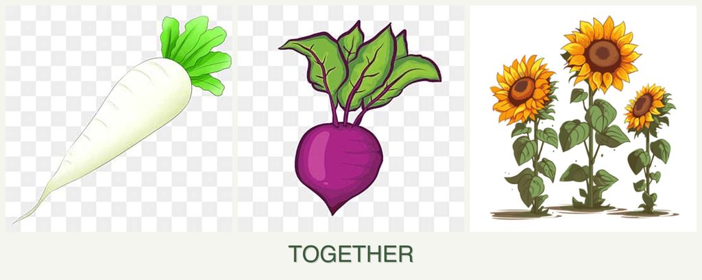Can you plant radishes, beets and sunflowers together?