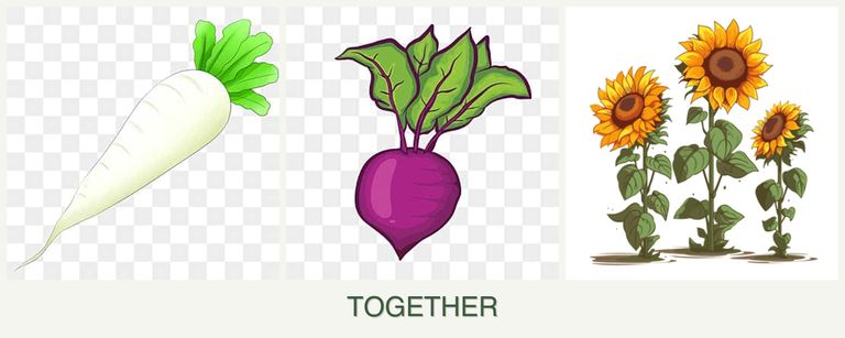 Can you plant radishes, beets and sunflowers together?