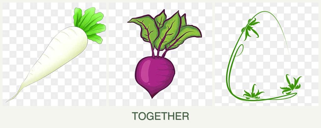 Can you plant radishes, beets and tarragon together?
