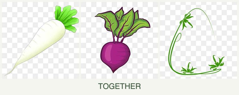 Can you plant radishes, beets and tarragon together?