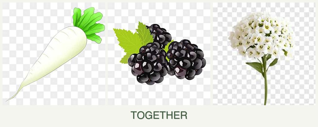 Can you plant radishes, blackberries and alyssum together?