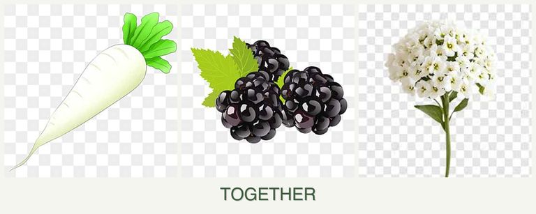 Can you plant radishes, blackberries and alyssum together?