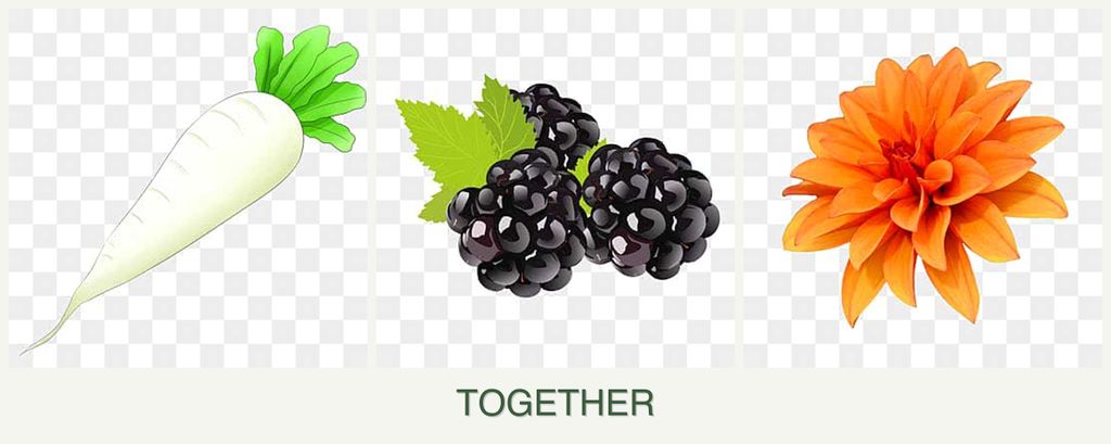Can you plant radishes, blackberries and dahlias together?