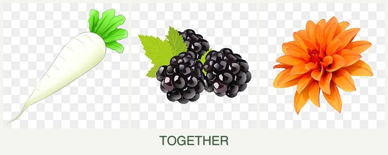 Can you plant radishes, blackberries and dahlias together?