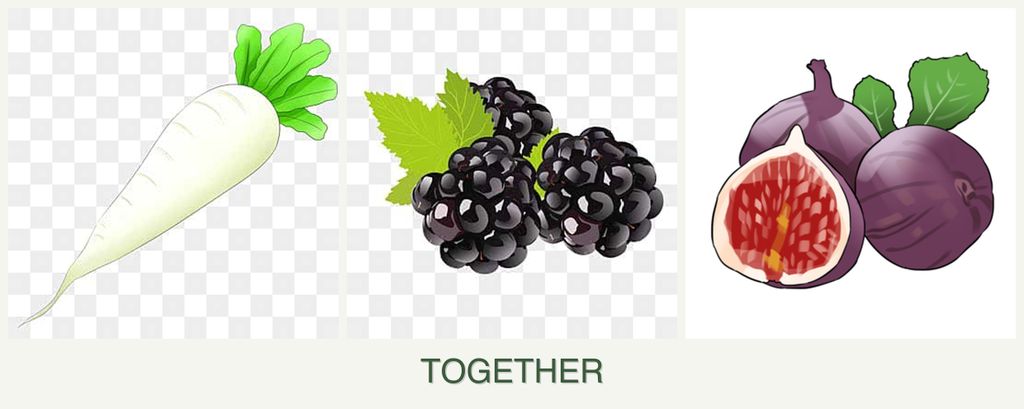 Can you plant radishes, blackberries and figs together?