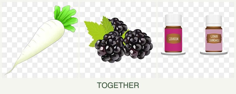 Can you plant radishes, blackberries and geraniums together?