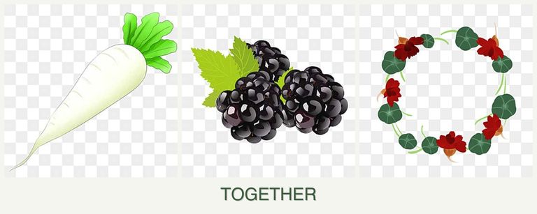 Can you plant radishes, blackberries and nasturtiums together?