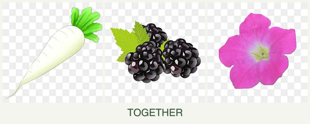 Can you plant radishes, blackberries and petunias together?