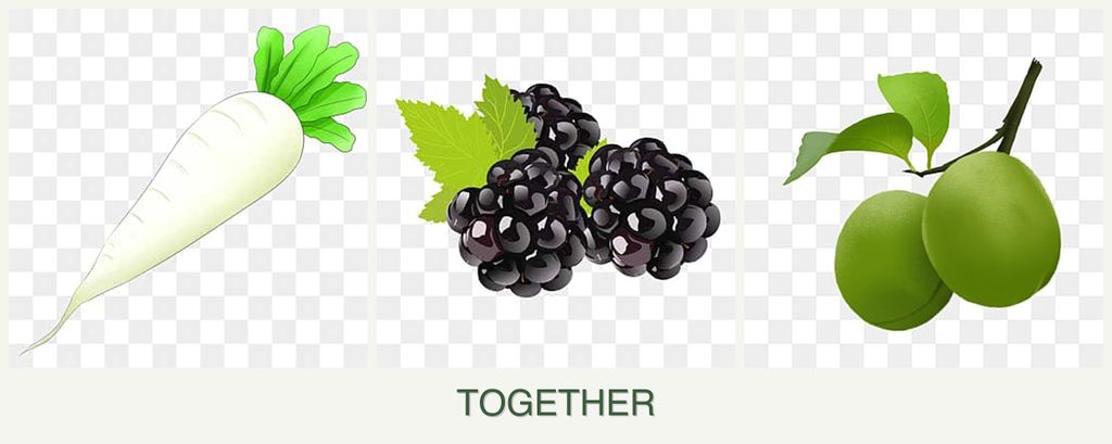 Can you plant radishes, blackberries and plums together?