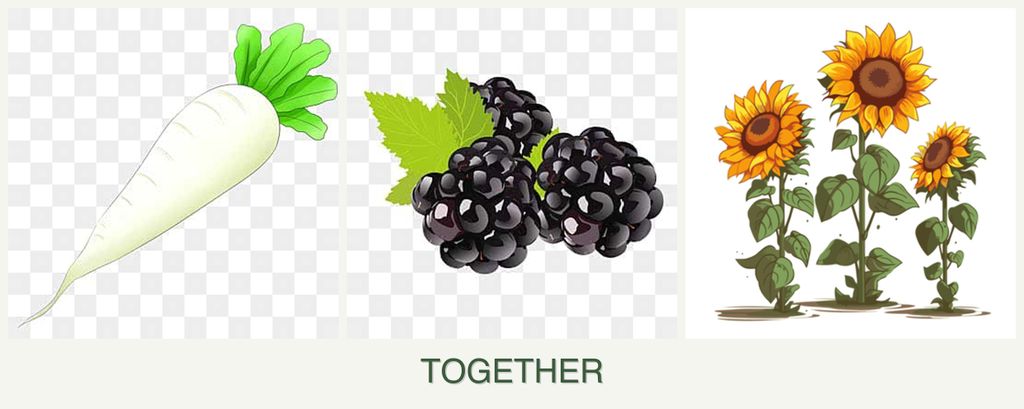 Can you plant radishes, blackberries and sunflowers together?
