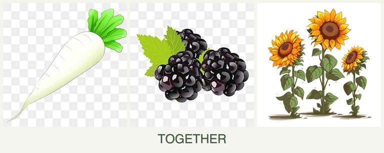 Can you plant radishes, blackberries and sunflowers together?