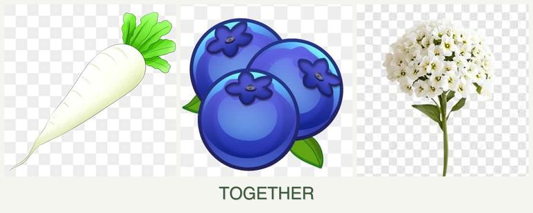 Can you plant radishes, blueberries and alyssum together?