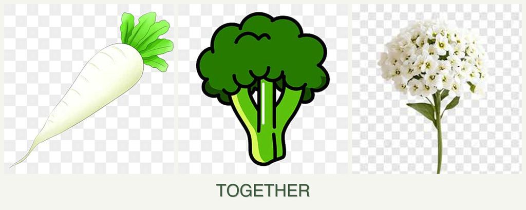 Can you plant radishes, broccoli and alyssum together?