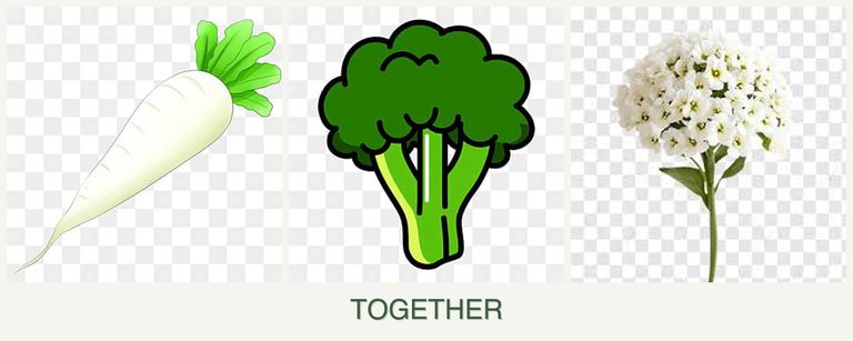 Can you plant radishes, broccoli and alyssum together?