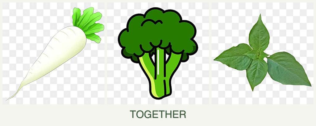 Can you plant radishes, broccoli and basil together?