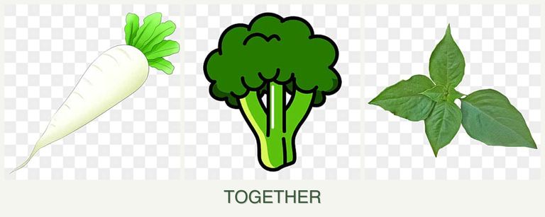 Can you plant radishes, broccoli and basil together?
