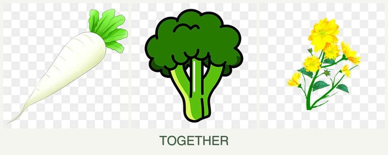 Can you plant radishes, broccoli and calendula together?
