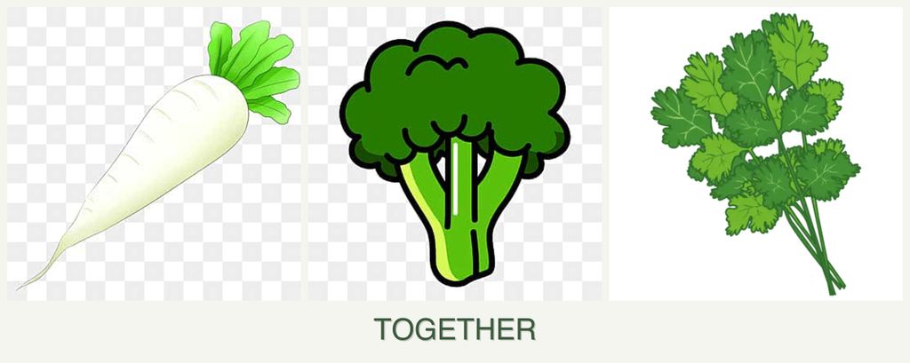 Can you plant radishes, broccoli and cilantro together?