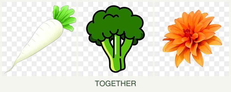 Can you plant radishes, broccoli and dahlias together?