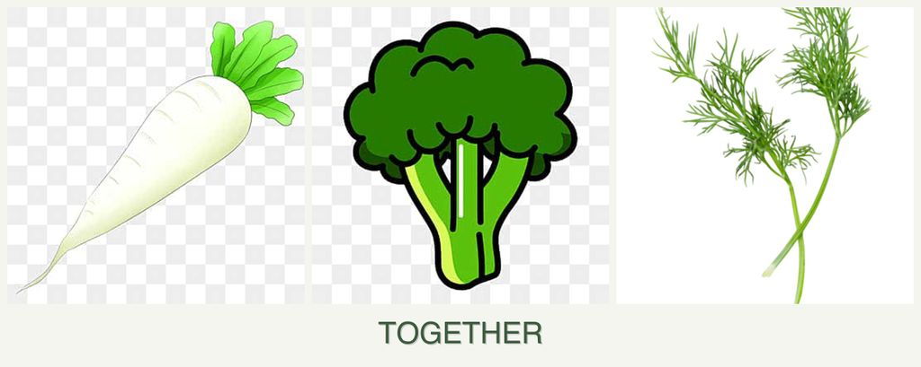 Can you plant radishes, broccoli and dill together?