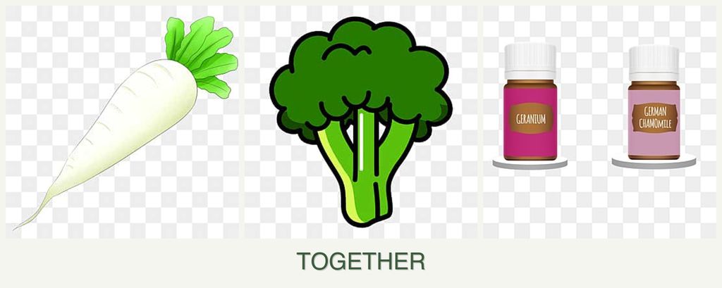 Can you plant radishes, broccoli and geraniums together?