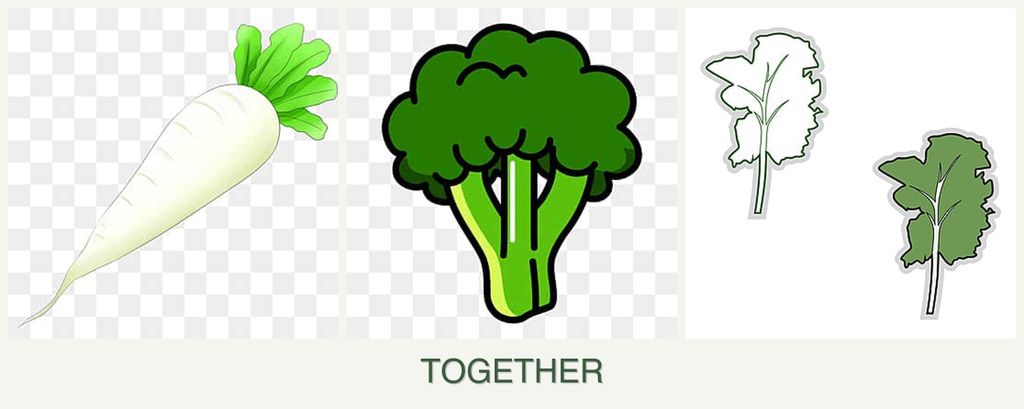 Can you plant radishes, broccoli and kale together?
