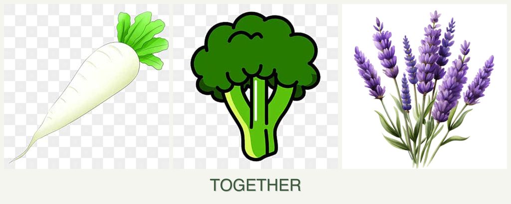 Can you plant radishes, broccoli and lavender together?