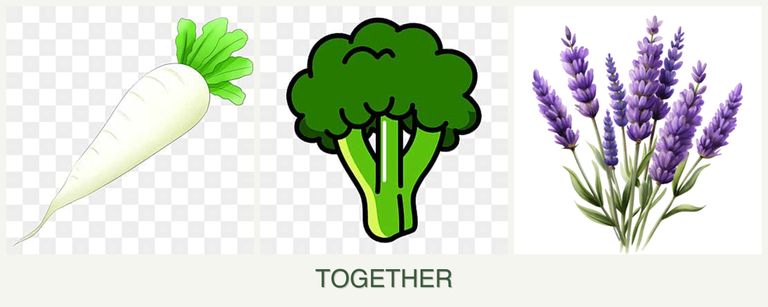 Can you plant radishes, broccoli and lavender together?