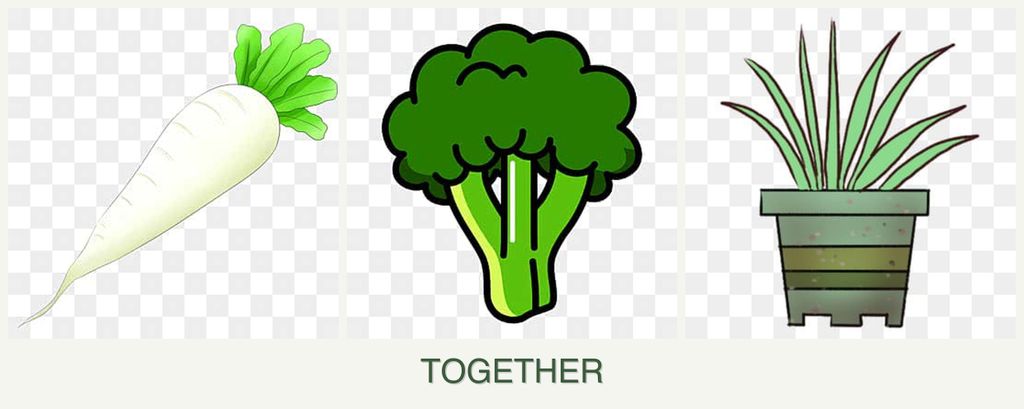 Can you plant radishes, broccoli and lemongrass together?